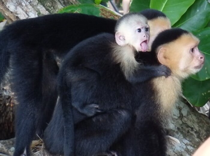 Freches Affenbaby streckt seine Zunge raus