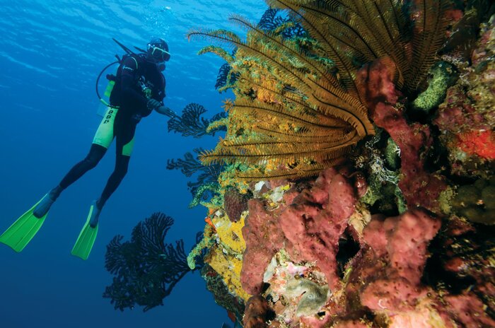 Scuba Diving in der atemberaubenden Unterwasserwelt; und umgeben von Korallen (© Saint Lucia Tourism Authority, https://www.stlucia.org/de/)