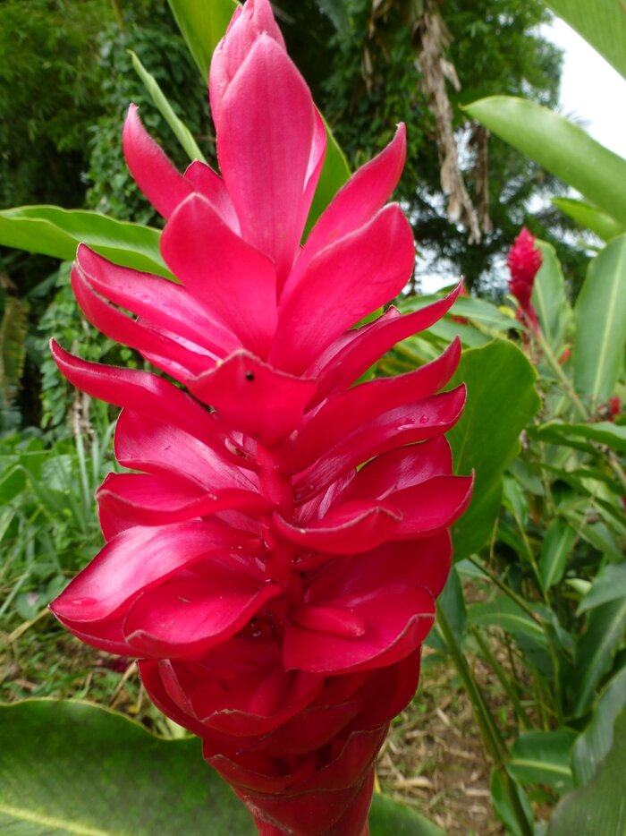 Naturparadies Guadeloupe: Wunderschöne Alpinia Blume
