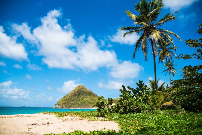 Ausblick: Paradies mit riesiger Palme (Grenada Tourism Authority)