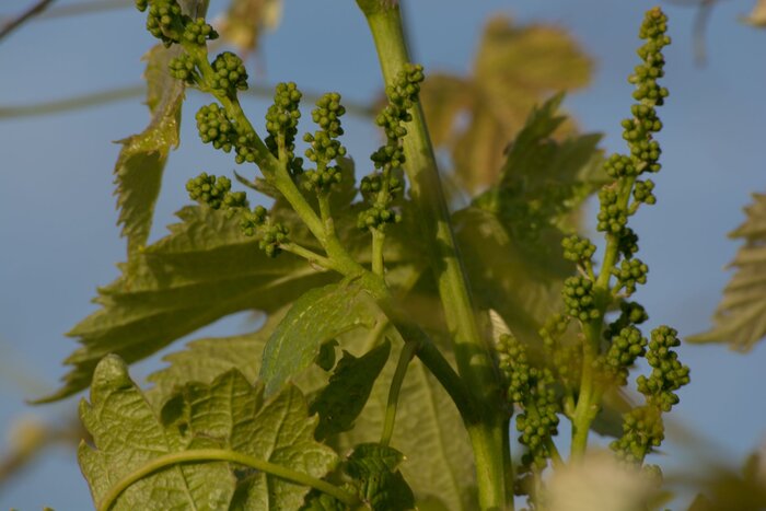 Eine Weinpflanze mit Trauben (© Ministerio de Turismo de Uruguay/Serrana Diaz)