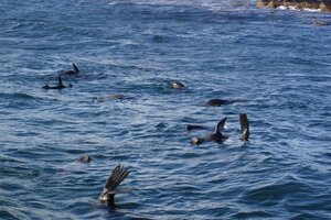 Seelöwen tummeln sich im Wasser