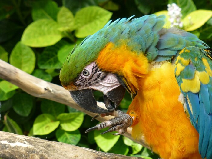 Nahaufnahme von Gelbrustara-Papagei