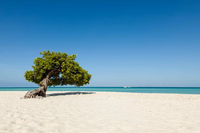 Herrlicher Traumstrand mit Divi-Divi Baum (© Aruba Tourism Authority)