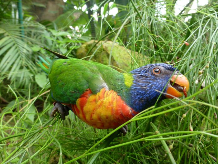 Schnappschuss von farbenfrohenm Allfarblori Papagei