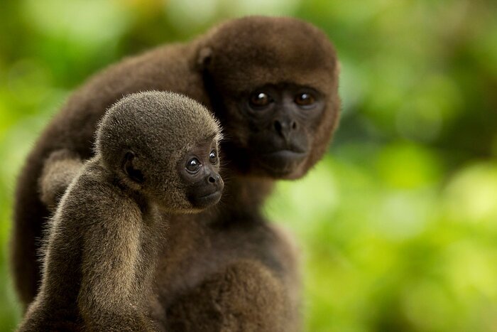 Affen im Yasuni Nationalpark (© Ministerio de Turismo del Ecuador)